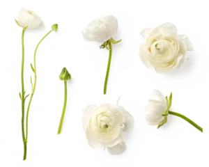 Schilderijen op glas set / collection of white or cream colored buttercup (ranunculus) flowers and buds 2, isolated romantic spring design elements over a transparent background, top view / flat lay  © Anja Kaiser