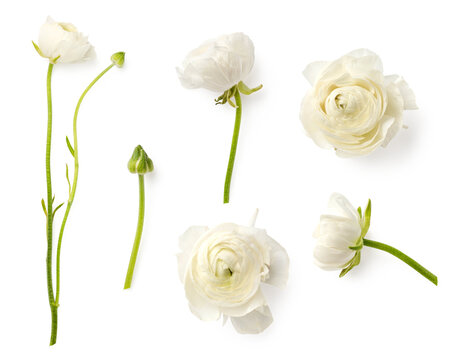 set / collection of white or cream colored buttercup (ranunculus) flowers and buds 2, isolated romantic spring design elements over a transparent background, top view / flat lay 