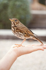  Beautiful brown bird with brown spots on the hands of a person. Song Thrush,Turdus Philomelos.

