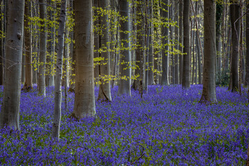 Fototapeta na wymiar Footpath in bluebells forest in spring, Hallerbos, Belgium