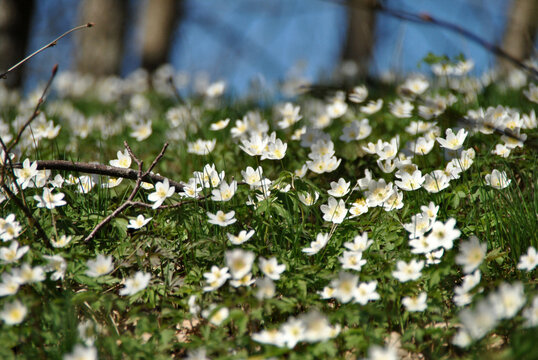 Spring flowers meadow