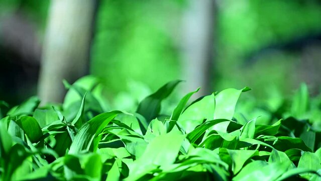 Fresh Green Leaves in Soft Sunlight
