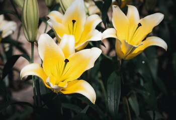 Beautiful yellow and white lily flower in garden, flower background