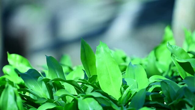 Fresh Green Leaves in Soft Sunlight