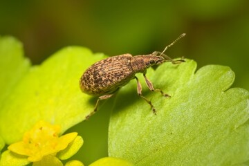 small bug Pea leaf weevil on the wall