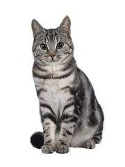 Adorable female young European Shorthair cat, sitting up facing front. Looking towards camera....