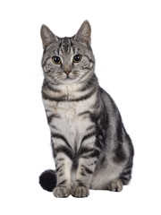 Adorable female young European Shorthair cat, sitting up facing front. Looking towards camera. Isolated cutout on a transparent background. © Nynke