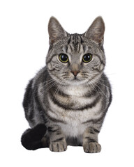 Fototapeta premium Adorable male young European Shorthair cat, laying down facing front. Looking straight to camera. Isolated cutout on a transparent background.