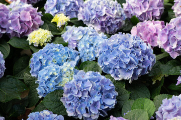 Beautiful hydrangea flower in garden. flower background  background