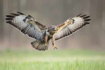 Common buzzard Buteo buteo in the fields in spring time, buzzard in natural habitat, hawk bird on the ground, predatory bird close up