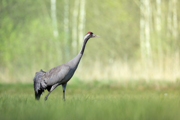 Wild common crane, grus grus, walking on hay field in spring nature. Large feathered bird landing on meadow from side view. Animal wildlife in wilderness