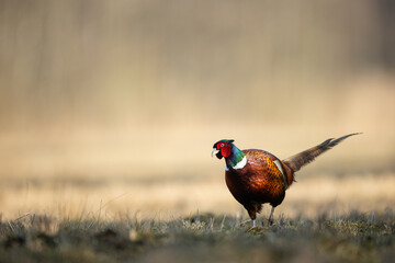 Common pheasant Phasianus colchius Ring-necked pheasant in natural habitat, grassland in early spring