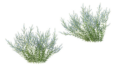 Variety of grasses and plants on transparent background