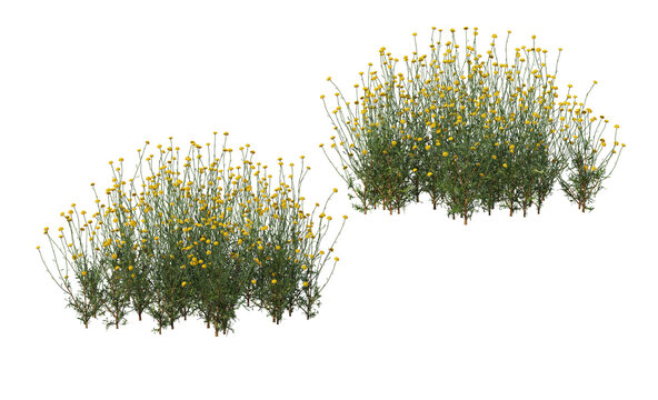 Variety of grasses and plants on transparent background