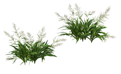 Variety of grasses and plants on transparent background