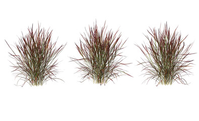 Variety of grasses and plants on transparent background