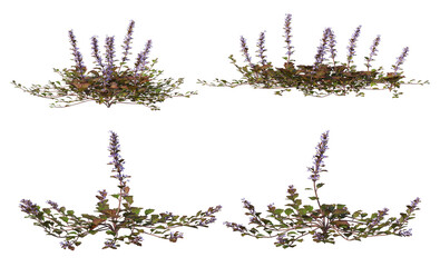 Variety of grasses and plants on transparent background