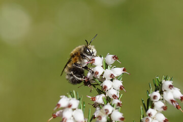 Close up hairy-footed flower bee (Anthophora plumipes) o nwhite flowers of Winter heath (Erica carnea). Dutch garden, Spring, April, Netherlands