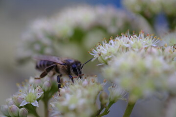 Bee collects nectar from a white flower.