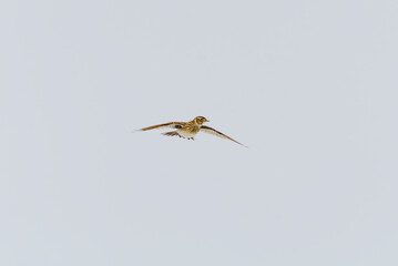 Eurasian skylark (Alauda arvensis) flying in the sky in spring.