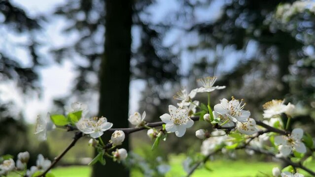 Blooming cherry branch in spring blooms with white flowers in the bright sun. Against the background of coniferous trees.