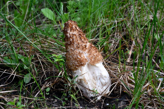 Spring mushroom morel steppe in the grass