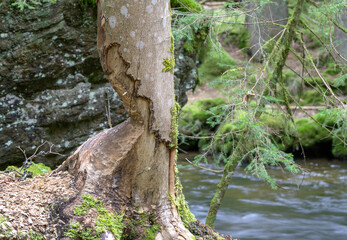Beaver marks. This tree is stable even though a beaver has already gnawed more than halfway through it. © BIB-Bilder