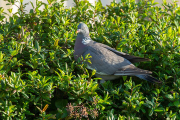 Pigeon ramier,.Columba palumbus, Common Wood Pigeon