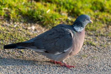 Obraz premium Pigeon ramier,.Columba palumbus, Common Wood Pigeon