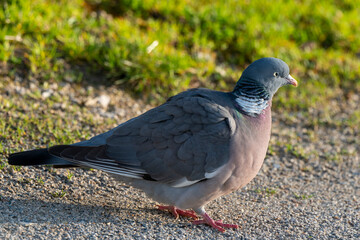Pigeon ramier,.Columba palumbus, Common Wood Pigeon