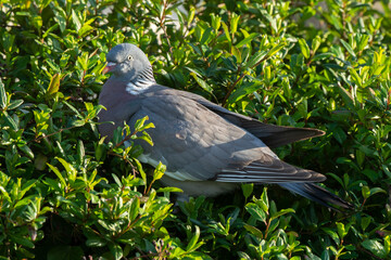 Pigeon ramier,.Columba palumbus, Common Wood Pigeon
