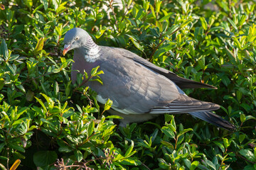 Pigeon ramier,.Columba palumbus, Common Wood Pigeon