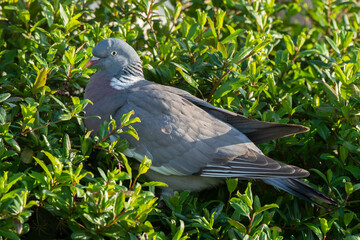Pigeon ramier,.Columba palumbus, Common Wood Pigeon
