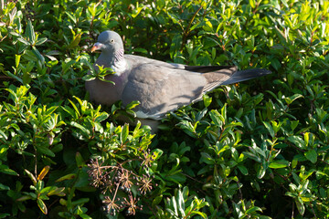 Pigeon ramier,.Columba palumbus, Common Wood Pigeon