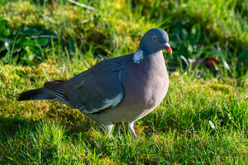 Pigeon ramier,.Columba palumbus, Common Wood Pigeon