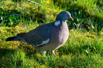 Pigeon ramier,.Columba palumbus, Common Wood Pigeon