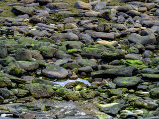 Low tide on the Maine coast at the Rachel Carson of Silent Spring fame conservation area with moss covered rocks and tidal pools