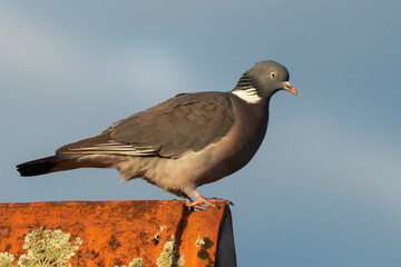 Pigeon ramier,.Columba palumbus, Common Wood Pigeon