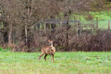 Chevreuil, Capreolus capreolus , Sologne, Loir et Cher, région Centre Val de Loire, 41, France