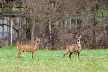Chevreuil, Capreolus capreolus , Sologne, Loir et Cher, région Centre Val de Loire, 41, France