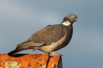 Pigeon ramier,.Columba palumbus, Common Wood Pigeon