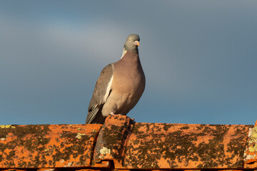 Pigeon ramier,.Columba palumbus, Common Wood Pigeon