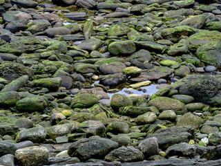 Low tide on the Maine coast at the Rachel Carson of Silent Spring fame conservation area with moss covered rocks and tidal pools