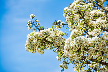 Branches of a blooming almond tree in early spring on the blue sky background