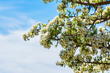 Branches of a blooming almond tree in early spring on the blue sky background