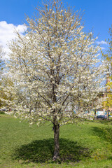 Fototapeta na wymiar Lush white flowering fruit tree under blue sky with clouds in spring.