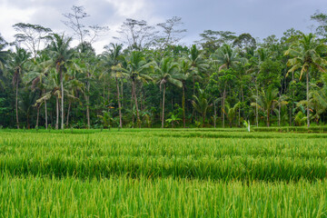 Close up view of group rice plant (Oryza sativa) in paddy field, Indonesia. No people