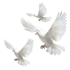 Fototapeta na wymiar white dove isolated on white