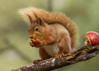 Pregnant female scottish red squirrel sitting on a branch eating a chunk of red apple with...