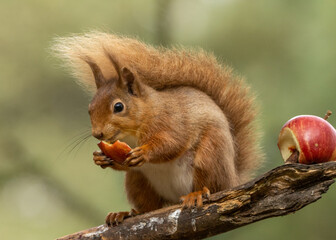 Fototapeta premium Pregnant female scottish red squirrel sitting on a branch eating a chunk of red apple with beautiful natural green background in the woodland